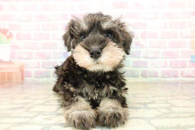 青森県のミニチュアシュナウザー (Coo&RIKU青森店/2025年10月2日生まれ/女の子/ソルトペッパー)の子犬