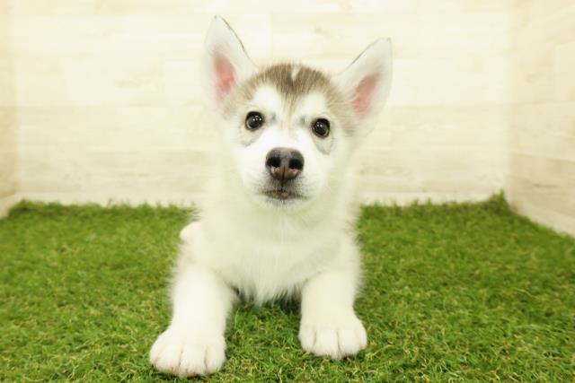 北海道のシベリアンハスキー (Coo&RIKU札幌東店/2025年10月4日生まれ/男の子/シルバーホワイト)の子犬