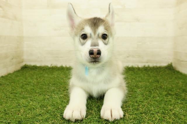 青森県のシベリアンハスキー (Coo&RIKU青森店/2025年10月4日生まれ/男の子/シルバーホワイト)の子犬
