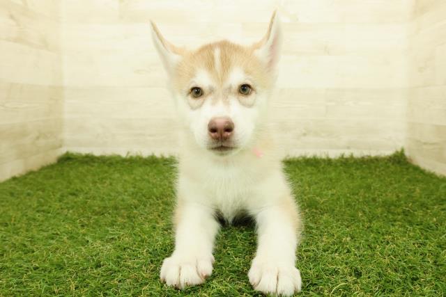 秋田県のシベリアンハスキー (Coo&RIKU秋田店/2025年10月4日生まれ/女の子/レッドホワイト)の子犬