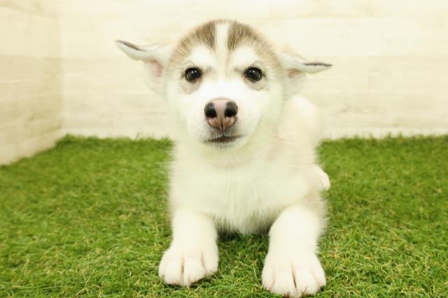 新潟県のシベリアンハスキー (Coo&RIKU新潟東店/2025年10月4日生まれ/女の子/シルバーホワイト)の子犬