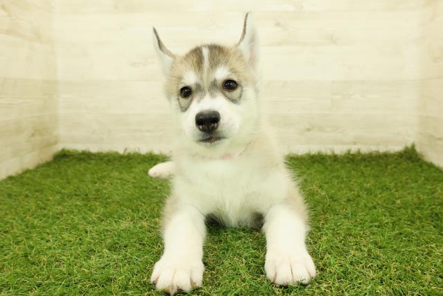 シベリアンハスキー