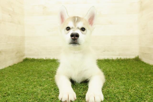 神奈川県のシベリアンハスキー (Coo&RIKU相模原店/2025年10月4日生まれ/女の子/シルバーホワイト)の子犬の1枚目の画像