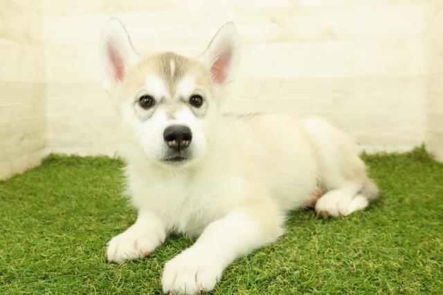 神奈川県のシベリアンハスキー (Coo&RIKU相模原店/2025年10月4日生まれ/女の子/シルバーホワイト)の子犬の2枚目の画像