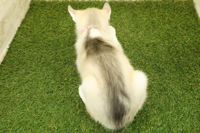 神奈川県のシベリアンハスキー (Coo&RIKU相模原店/2025年10月4日生まれ/女の子/シルバーホワイト)の子犬の4枚目の画像