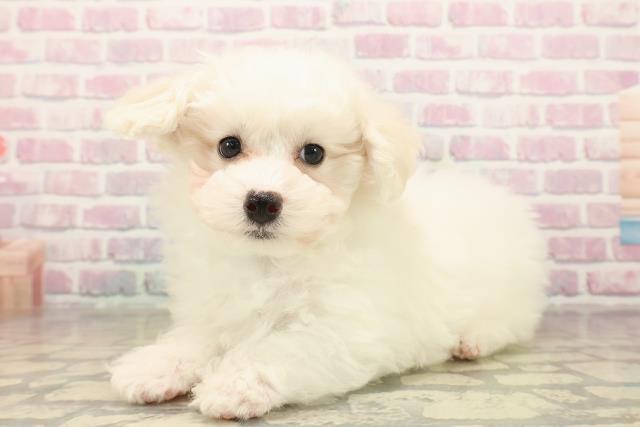 沖縄県のマルプー(マルチーズ×プードル) (Coo&RIKUイオン北谷店/2025年10月4日生まれ/男の子/ホワイト)の子犬の2枚目の画像