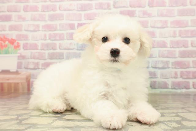 沖縄県のマルプー(マルチーズ×プードル) (Coo&RIKUイオン北谷店/2025年10月4日生まれ/男の子/ホワイト)の子犬の3枚目の画像