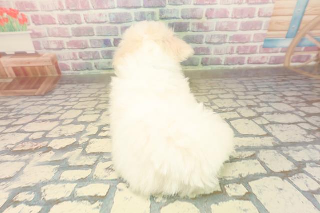 沖縄県のマルプー(マルチーズ×プードル) (Coo&RIKUイオン北谷店/2025年10月4日生まれ/男の子/ホワイト)の子犬の4枚目の画像