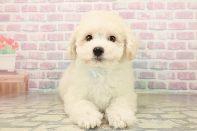 千葉県のマルプー(マルチーズ×プードル) (Coo&RIKU東船橋店/2025年10月4日生まれ/男の子/クリーム)の子犬