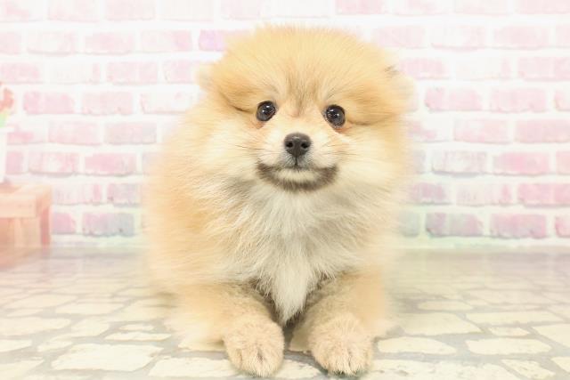 北海道のポメラニアン (Coo&RIKU岩見沢店/2025年10月4日生まれ/女の子/オレンジ)の子犬の1枚目の画像