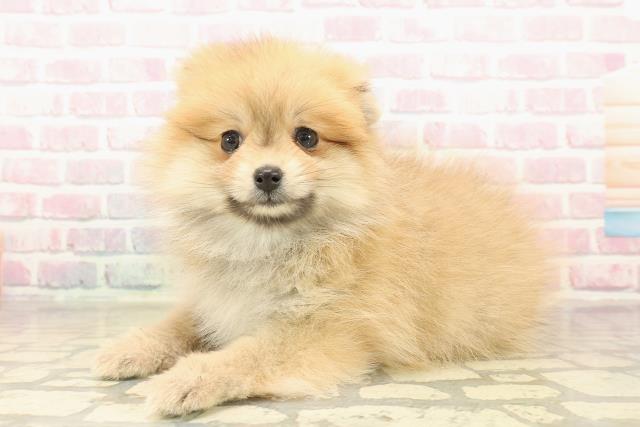 北海道のポメラニアン (Coo&RIKU岩見沢店/2025年10月4日生まれ/女の子/オレンジ)の子犬の2枚目の画像