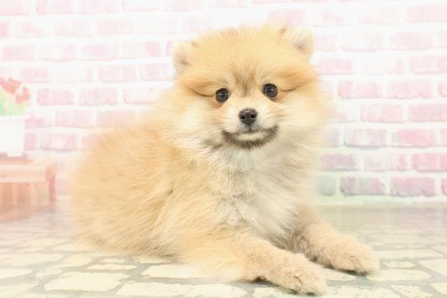 北海道のポメラニアン (Coo&RIKU岩見沢店/2025年10月4日生まれ/女の子/オレンジ)の子犬の3枚目の画像