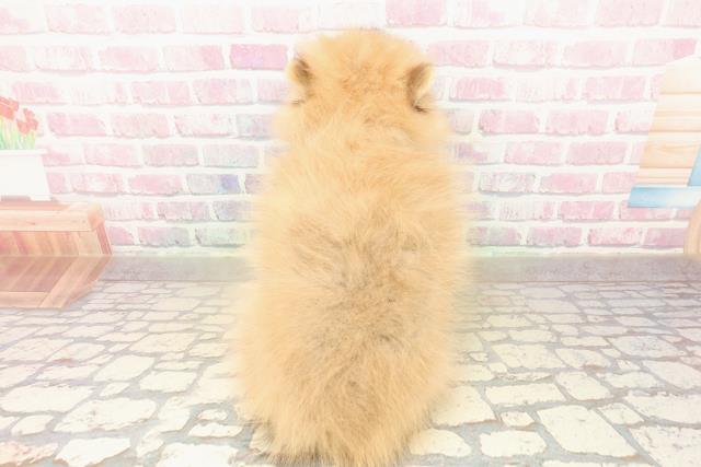 北海道のポメラニアン (Coo&RIKU岩見沢店/2025年10月4日生まれ/女の子/オレンジ)の子犬の4枚目の画像