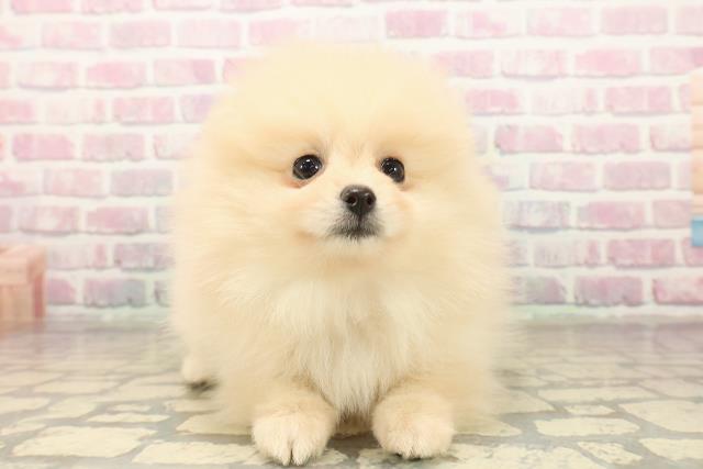 北海道のポメラニアン (Coo&RIKU室蘭店/2025年10月4日生まれ/女の子/クリーム)の子犬の1枚目の画像