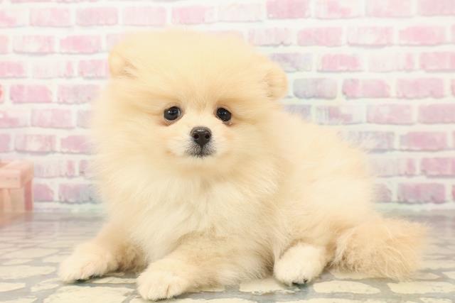 北海道のポメラニアン (Coo&RIKU室蘭店/2025年10月4日生まれ/女の子/クリーム)の子犬の2枚目の画像