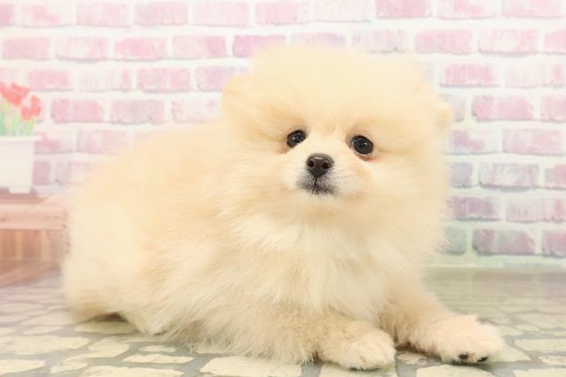 北海道のポメラニアン (Coo&RIKU室蘭店/2025年10月4日生まれ/女の子/クリーム)の子犬の3枚目の画像