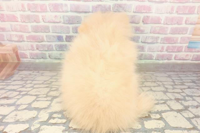 北海道のポメラニアン (Coo&RIKU室蘭店/2025年10月4日生まれ/女の子/クリーム)の子犬の4枚目の画像