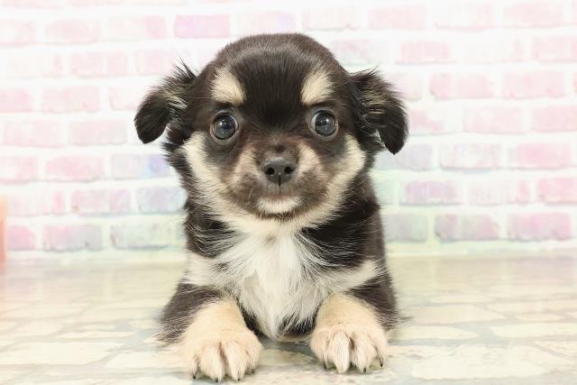 北海道のチワワ(ロング) (Coo&RIKU札幌西店/2025年10月5日生まれ/男の子/ブラックタンホワイト)の子犬の1枚目の画像