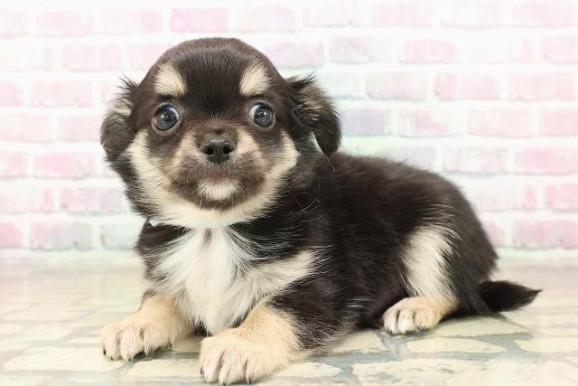 北海道のチワワ(ロング) (Coo&RIKU札幌西店/2025年10月5日生まれ/男の子/ブラックタンホワイト)の子犬の2枚目の画像