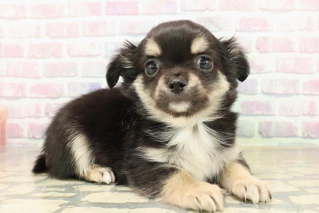 北海道のチワワ(ロング) (Coo&RIKU札幌西店/2025年10月5日生まれ/男の子/ブラックタンホワイト)の子犬の3枚目の画像