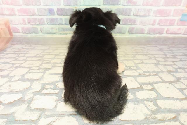 北海道のチワワ(ロング) (Coo&RIKU札幌西店/2025年10月5日生まれ/男の子/ブラックタンホワイト)の子犬の4枚目の画像