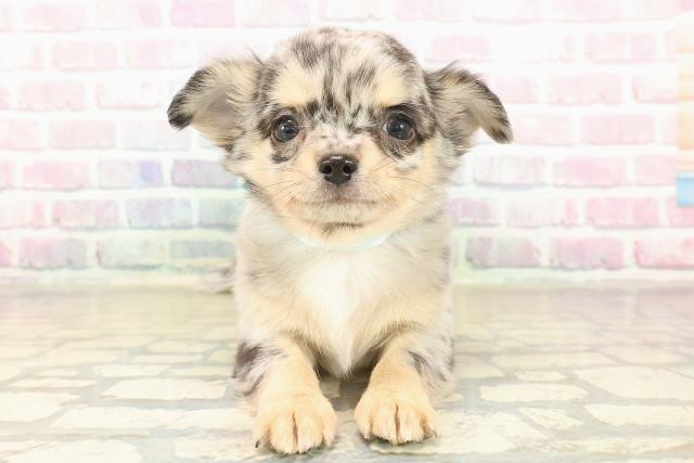 福島県のチワワ(ロング) (Coo&RIKUいわき店/2025年10月5日生まれ/男の子/ブルーマール)の子犬