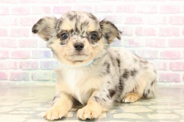 福島県のチワワ(ロング) (Coo&RIKUいわき店/2025年10月5日生まれ/男の子/ブルーマール)の子犬の2枚目の画像