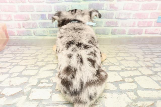 福島県のチワワ(ロング) (Coo&RIKUいわき店/2025年10月5日生まれ/男の子/ブルーマール)の子犬の4枚目の画像