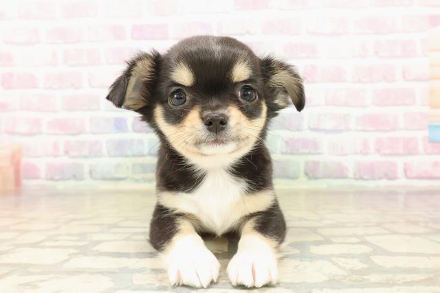 北海道のチワワ(ロング) (Coo&RIKU札幌東店/2025年10月5日生まれ/女の子/ブラックタンホワイト)の子犬