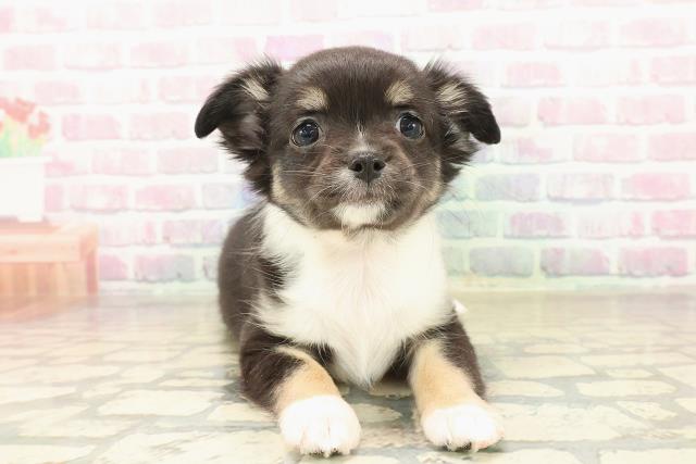 北海道のチワワ(ロング) (Coo&RIKU北見店/2025年10月5日生まれ/女の子/ブラックタンホワイト)の子犬