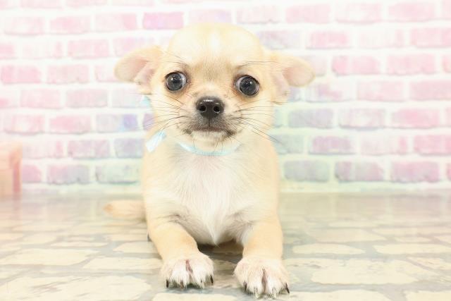 北海道のチワワ(スムース) (Coo&RIKU札幌東店/2025年10月6日生まれ/男の子/フォーン)の子犬