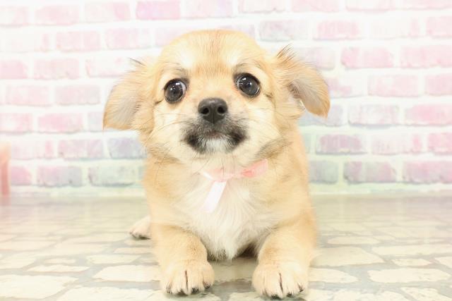 宮城県のチワワ(ロング) (Coo&RIKU石巻店/2025年10月6日生まれ/女の子/レッドホワイト)の子犬