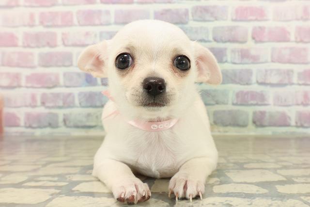 石川県のチワワ(スムース) (Coo&RIKUイオン野々市南店/2025年10月6日生まれ/女の子/ホワイト)の子犬の1枚目の画像