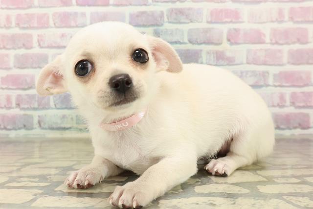 石川県のチワワ(スムース) (Coo&RIKUイオン野々市南店/2025年10月6日生まれ/女の子/ホワイト)の子犬の2枚目の画像