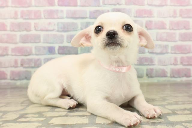 石川県のチワワ(スムース) (Coo&RIKUイオン野々市南店/2025年10月6日生まれ/女の子/ホワイト)の子犬の3枚目の画像