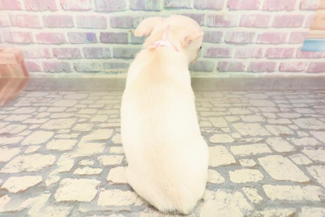 石川県のチワワ(スムース) (Coo&RIKUイオン野々市南店/2025年10月6日生まれ/女の子/ホワイト)の子犬の4枚目の画像