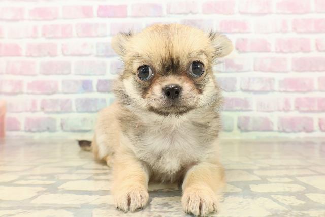 山形県のチワワ(ロング) (Coo&RIKU山形店/2025年10月6日生まれ/女の子/レッドホワイト)の子犬