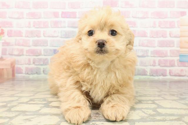 福井県のポメプー(ポメラニアン×プードル) (Coo&RIKU福井店/2025年10月6日生まれ/男の子/アプリコット)の子犬の1枚目の画像