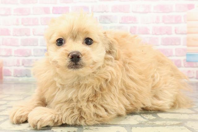 福井県のポメプー(ポメラニアン×プードル) (Coo&RIKU福井店/2025年10月6日生まれ/男の子/アプリコット)の子犬の2枚目の画像