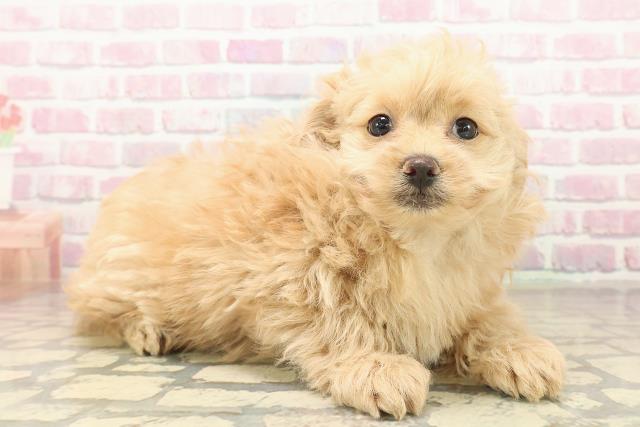 福井県のポメプー(ポメラニアン×プードル) (Coo&RIKU福井店/2025年10月6日生まれ/男の子/アプリコット)の子犬の3枚目の画像