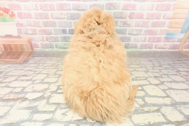 福井県のポメプー(ポメラニアン×プードル) (Coo&RIKU福井店/2025年10月6日生まれ/男の子/アプリコット)の子犬の4枚目の画像