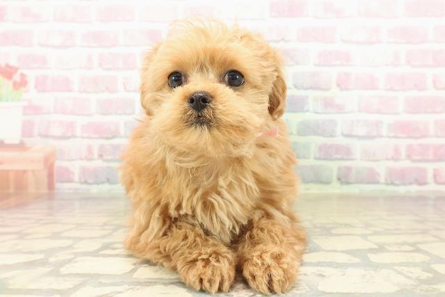 沖縄県のポメプー(ポメラニアン×プードル) (Coo&RIKU沖縄浦添店/2025年10月6日生まれ/女の子/レッド)の子犬の1枚目の画像