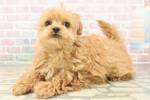 沖縄県のポメプー(ポメラニアン×プードル) (Coo&RIKU沖縄浦添店/2025年10月6日生まれ/女の子/レッド)の子犬の2枚目の画像