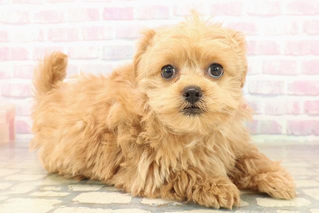 沖縄県のポメプー(ポメラニアン×プードル) (Coo&RIKU沖縄浦添店/2025年10月6日生まれ/女の子/レッド)の子犬の3枚目の画像