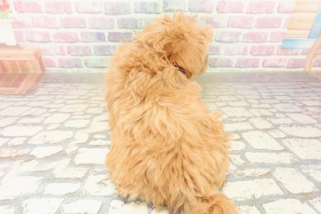 沖縄県のポメプー(ポメラニアン×プードル) (Coo&RIKU沖縄浦添店/2025年10月6日生まれ/女の子/レッド)の子犬の4枚目の画像