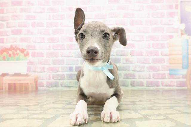 イタリアングレーハウンド