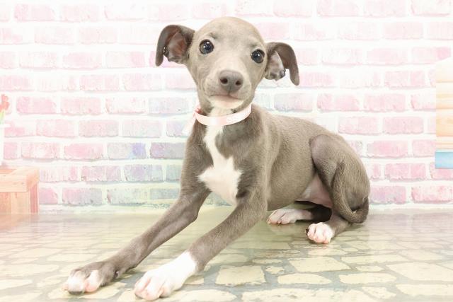 福井県のイタリアングレーハウンド (Coo&RIKU福井店/2025年9月21日生まれ/女の子/ブルーホワイトマーキングス)の子犬の2枚目の画像