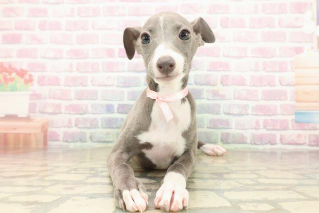 北海道のイタリアングレーハウンド (Coo&RIKU北見店/2025年9月21日生まれ/女の子/ブルーホワイトマーキングス)の子犬