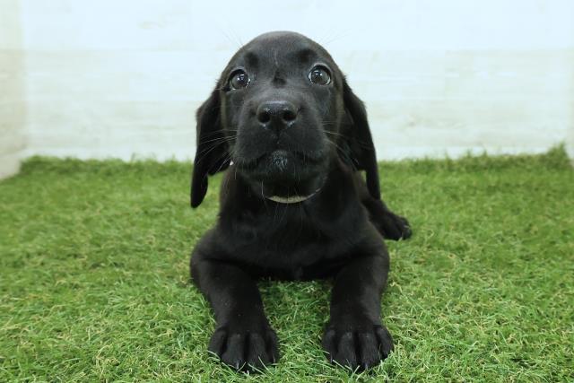 福島県のラブラドールレトリーバー (Coo&RIKU郡山店/2025年9月25日生まれ/女の子/ブラック)の子犬の1枚目の画像