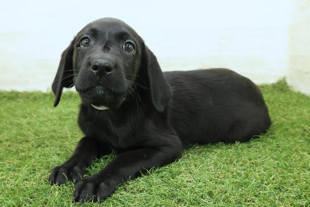 福島県のラブラドールレトリーバー (Coo&RIKU郡山店/2025年9月25日生まれ/女の子/ブラック)の子犬の2枚目の画像